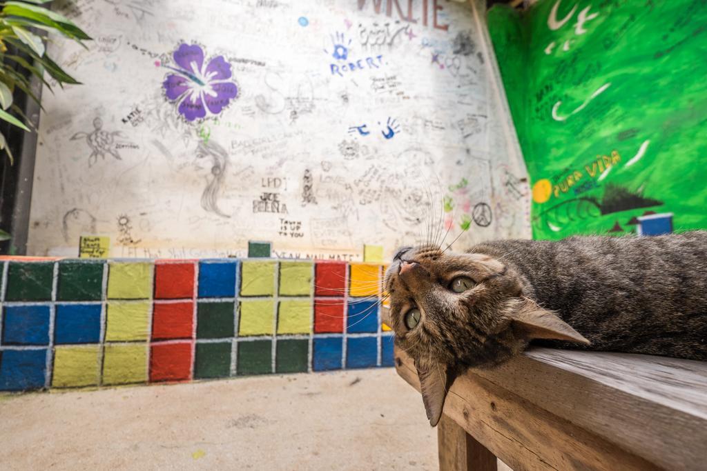 Pura Vida Hostel تاماريندو المظهر الخارجي الصورة
